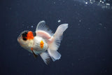 Baby Thai Oranda  Tricolor 3 Inch (ID#1029ToPTA-38) Free2Day SHIPPING