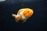 Juvenile Ranchu  Red White 3 Inch (ID#321R9b-60) Free2Day SHIPPING