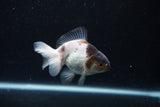 Thai Oranda  Panda 3.5 Inch (ID#0110T2c-51) Free2Day SHIPPING