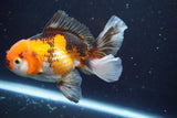 Thai Oranda  Tricolor 5 Inch (ID#913R12c-109) Free2Day SHIPPING