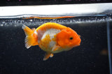 Juvenile Ranchu  Red White 3 Inch (ID#321R9b-60) Free2Day SHIPPING