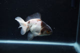 Thai Oranda  Panda 3.5 Inch (ID#0110T2c-51) Free2Day SHIPPING