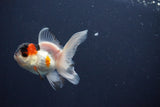 Baby Thai Oranda  Tricolor 3 Inch (ID#1029ToPTA-38) Free2Day SHIPPING