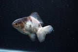 Thai Oranda  Panda 3.5 Inch (ID#0110T2c-51) Free2Day SHIPPING