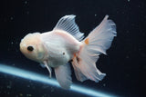 Thai Oranda  White 5 Inch (ID#913R12c-110) Free2Day SHIPPING