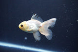 Baby Thai Oranda  White 3.5 Inch (ID#1029ToPTA-39) Free2Day SHIPPING