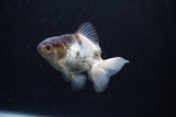 Thai Oranda  Panda 3.5 Inch (ID#0110T2c-51) Free2Day SHIPPING