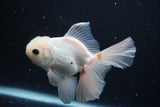 Thai Oranda  White 5 Inch (ID#913R12c-110) Free2Day SHIPPING