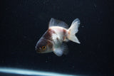 Thai Oranda  Panda 3.5 Inch (ID#0110T2c-51) Free2Day SHIPPING