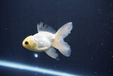 Baby Thai Oranda  White 3.5 Inch (ID#1029ToPTA-39) Free2Day SHIPPING