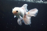 Thai Oranda  White 5 Inch (ID#913R12c-110) Free2Day SHIPPING