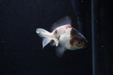 Thai Oranda  Panda 3.5 Inch (ID#0110T2c-51) Free2Day SHIPPING