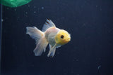 Baby Thai Oranda  White 3.5 Inch (ID#1029ToPTA-39) Free2Day SHIPPING