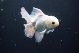 Thai Oranda  White 5 Inch (ID#913R12c-110) Free2Day SHIPPING