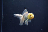 Baby Thai Oranda  White 3.5 Inch (ID#1029ToPTA-39) Free2Day SHIPPING