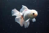 Thai Oranda  White 5 Inch (ID#913R12c-110) Free2Day SHIPPING