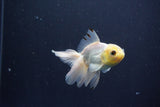 Baby Thai Oranda  White 3.5 Inch (ID#1029ToPTA-39) Free2Day SHIPPING