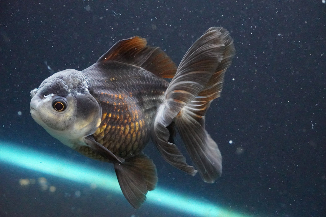 Thai Oranda  Panda 4.5 Inch (ID#1111T6c-70) Free2Day SHIPPING