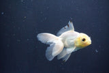 Baby Thai Oranda  White 3.5 Inch (ID#1029ToPTA-39) Free2Day SHIPPING