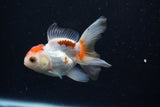 Thai Oranda  Tricolor 3.5 Inch (ID#0110T2c-52) Free2Day SHIPPING