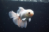 Thai Oranda  White 5 Inch (ID#913R12c-110) Free2Day SHIPPING