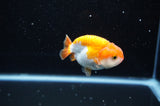 Juvenile Ranchu  Red White 3 Inch (ID#321R9b-61) Free2Day SHIPPING