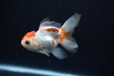 Thai Oranda  Tricolor 3.5 Inch (ID#0110T2c-52) Free2Day SHIPPING