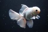 Thai Oranda  White 5 Inch (ID#913R12c-110) Free2Day SHIPPING