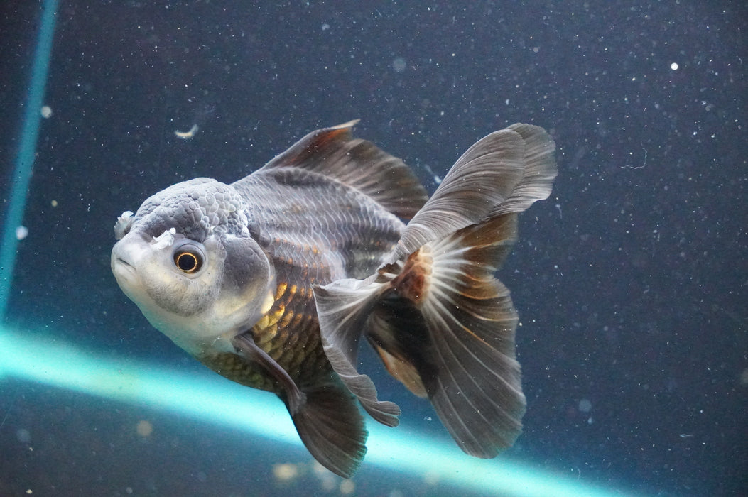Thai Oranda  Panda 4.5 Inch (ID#1111T6c-70) Free2Day SHIPPING