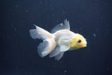 Baby Thai Oranda  White 3.5 Inch (ID#1029ToPTA-39) Free2Day SHIPPING