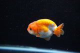 Juvenile Ranchu  Red White 3 Inch (ID#321R9b-61) Free2Day SHIPPING