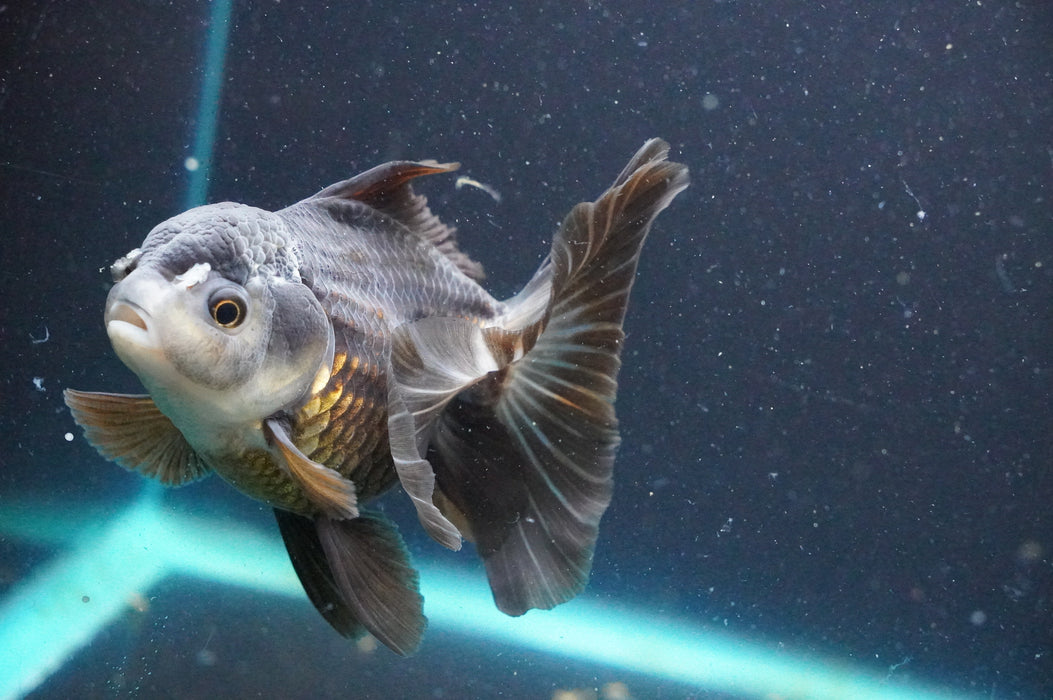 Thai Oranda  Panda 4.5 Inch (ID#1111T6c-70) Free2Day SHIPPING