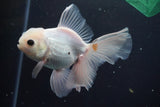 Thai Oranda  White 5 Inch (ID#913R12c-110) Free2Day SHIPPING