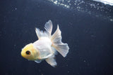 Baby Thai Oranda  White 3.5 Inch (ID#1029ToPTA-39) Free2Day SHIPPING