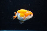 Juvenile Ranchu  Red White 3 Inch (ID#321R9b-61) Free2Day SHIPPING