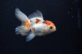 Thai Oranda  Tricolor 3.5 Inch (ID#0110T2c-52) Free2Day SHIPPING