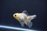 Baby Thai Oranda  White 3.5 Inch (ID#1029ToPTA-39) Free2Day SHIPPING