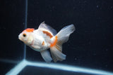 Thai Oranda  Tricolor 3.5 Inch (ID#0110T2c-52) Free2Day SHIPPING