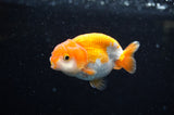 Juvenile Ranchu  Red White 3 Inch (ID#321R9b-61) Free2Day SHIPPING