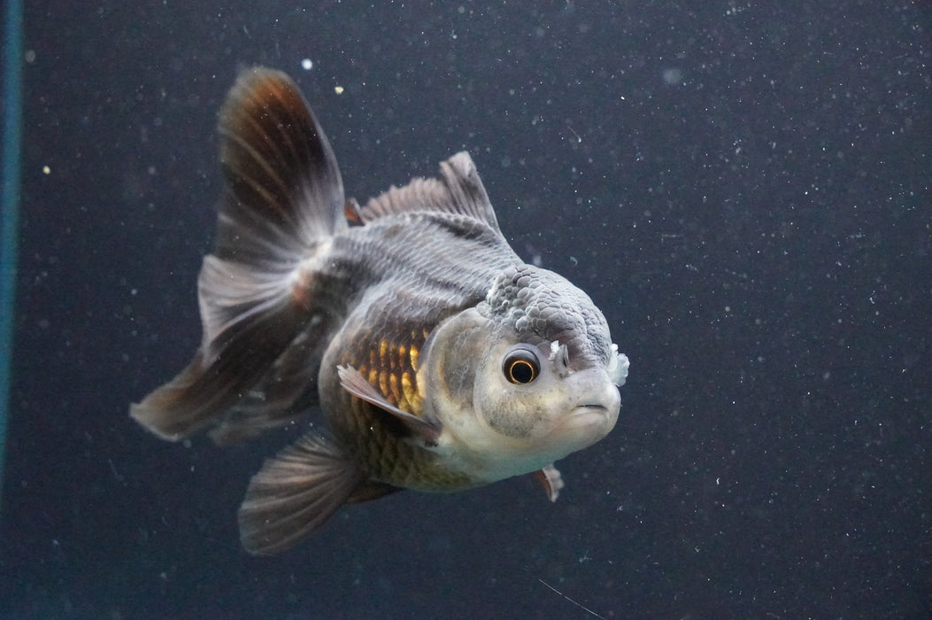 Thai Oranda  Panda 4.5 Inch (ID#1111T6c-70) Free2Day SHIPPING