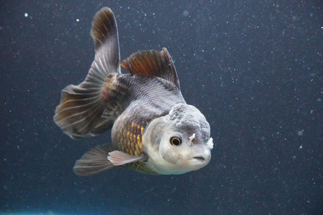 Thai Oranda  Panda 4.5 Inch (ID#1111T6c-70) Free2Day SHIPPING