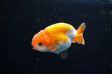 Juvenile Ranchu  Red White 3 Inch (ID#321R9b-61) Free2Day SHIPPING