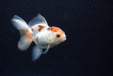 Thai Oranda  Tricolor 3.5 Inch (ID#0110T2c-52) Free2Day SHIPPING