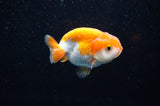 Juvenile Ranchu  Red White 3 Inch (ID#321R9b-61) Free2Day SHIPPING