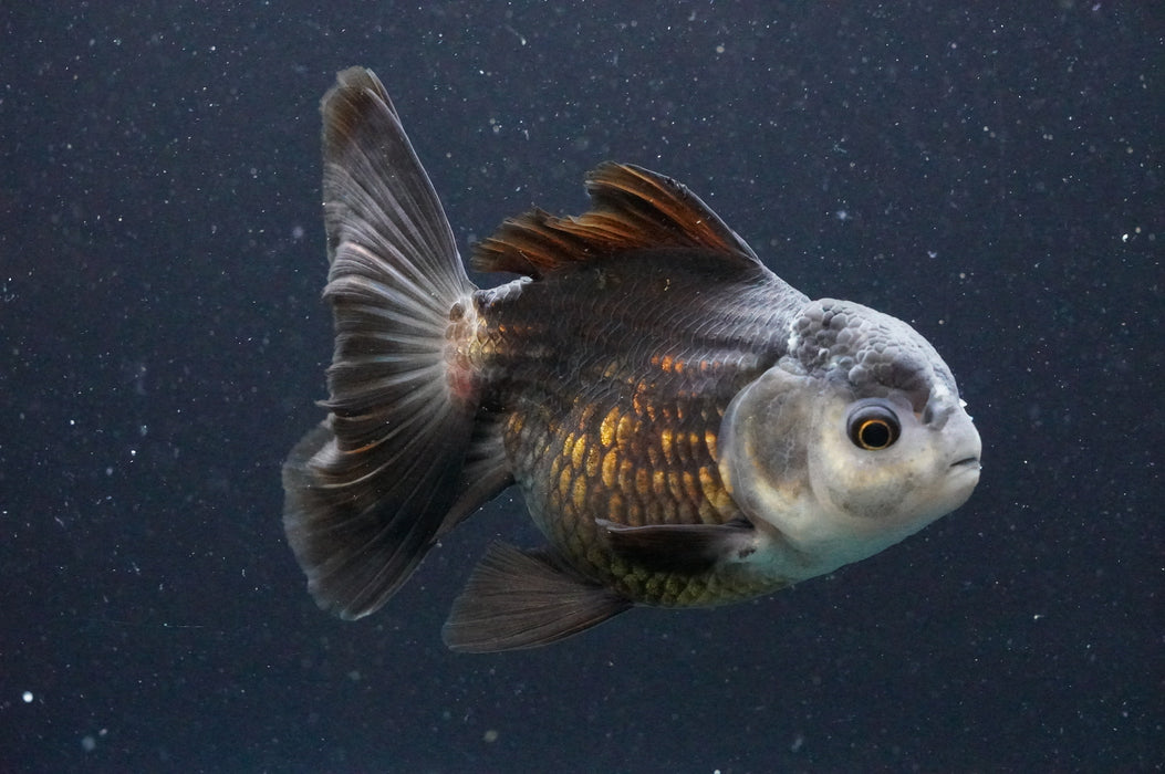 Thai Oranda  Panda 4.5 Inch (ID#1111T6c-70) Free2Day SHIPPING