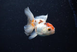 Thai Oranda  Tricolor 3.5 Inch (ID#0110T2c-52) Free2Day SHIPPING