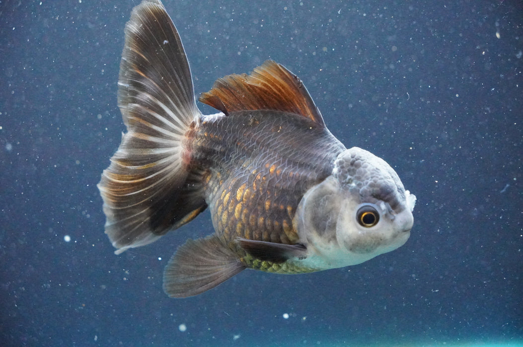 Thai Oranda  Panda 4.5 Inch (ID#1111T6c-70) Free2Day SHIPPING