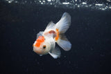 Thai Oranda  Tricolor 3.5 Inch (ID#0110T2c-52) Free2Day SHIPPING