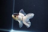 Baby Thai Oranda  Panda 3 Inch (ID#1029ToPTA-40) Free2Day SHIPPING