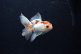 Thai Oranda  Tricolor 3.5 Inch (ID#0110T2c-52) Free2Day SHIPPING